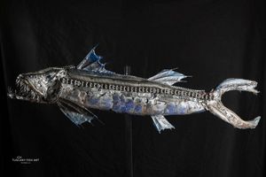Barracuda