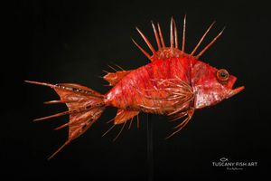Pesce Scorpione